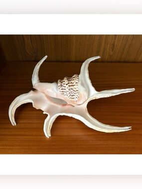 Natural Pink and Cream Spider Conch Shell Home Accent
